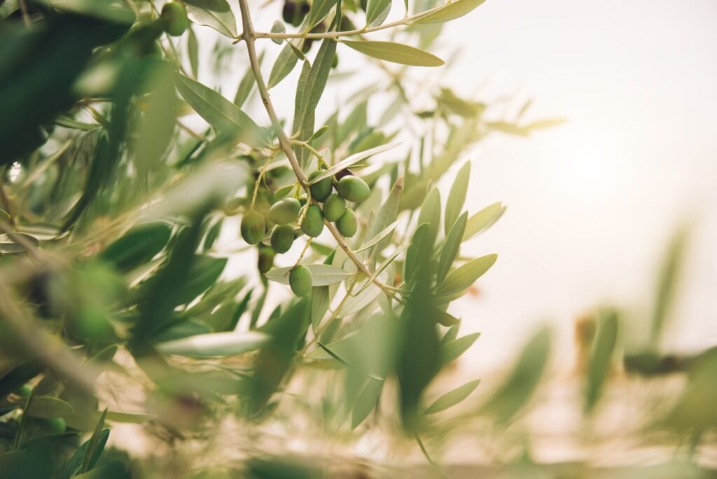Detail of olive tree