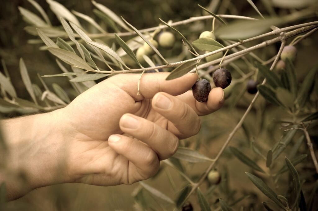 Picking olives by hand
